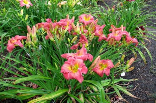 day lily
