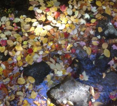 Fall Leaves