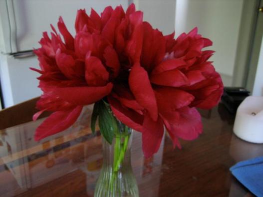 Peony